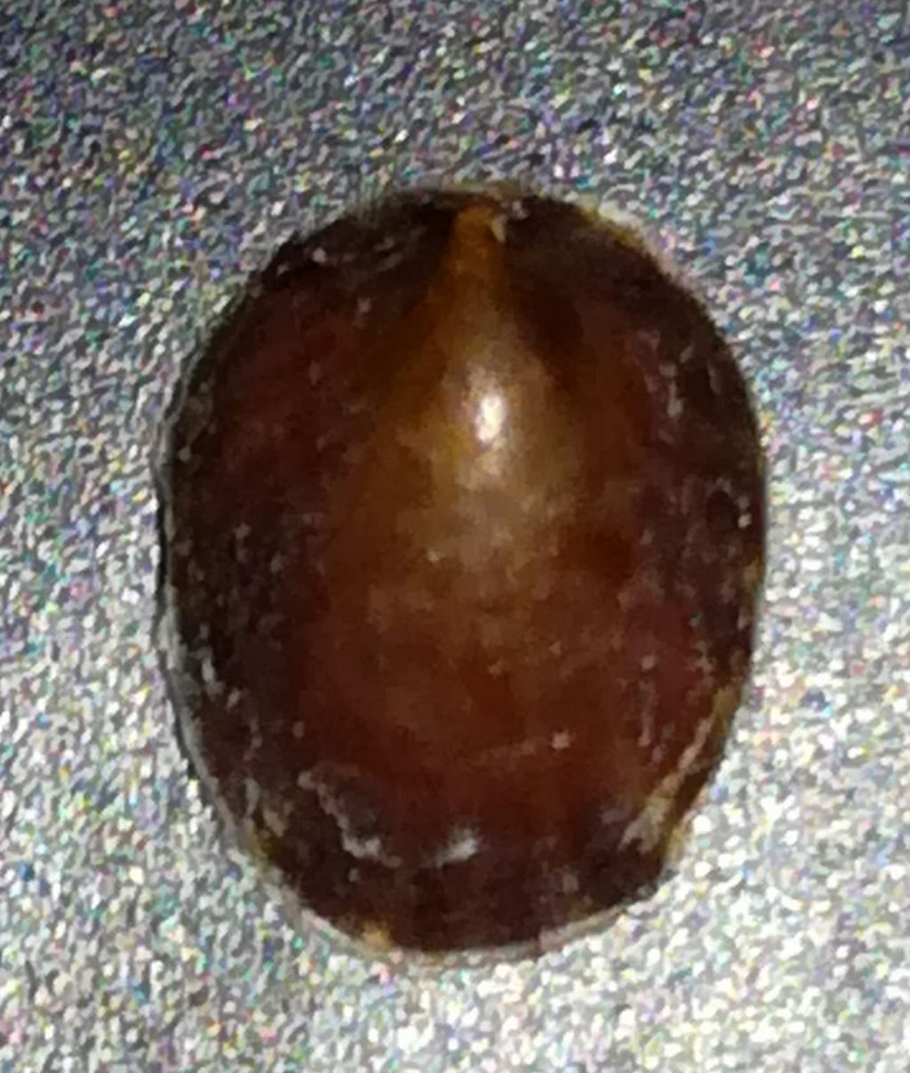 Da identificare...Williamia gussonii  (Siphonariidae)